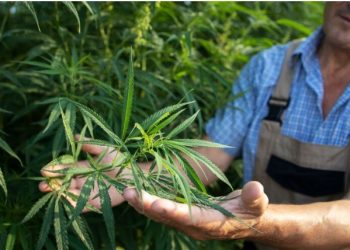 Tips for Growing Easily Growing Mango Kush Cannabis Seeds