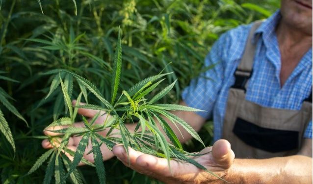 Tips for Growing Easily Growing Mango Kush Cannabis Seeds