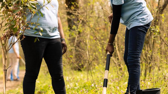 Why Finding Professional Stump Removal Near Me Matters for a Clean and Safe Yard