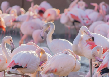 How Flamingo Travels Is Redefining Singapore Holidays from India