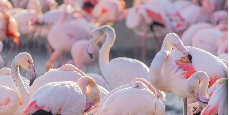 How Flamingo Travels Is Redefining Singapore Holidays from India